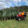 ou acheter un sapin de noël​