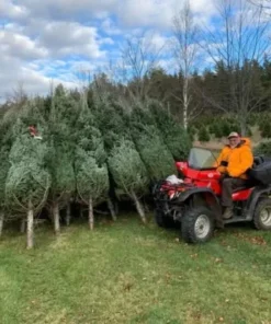 ou acheter un sapin de noël​
